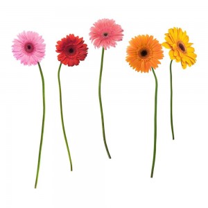 Gerber Daisy wall decals