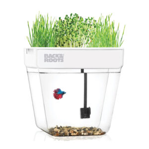 Aquarium Countertop Ecosystem